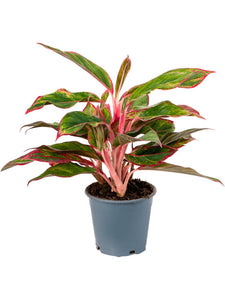 Aglaonema Crête ↕25cm ø11cm
