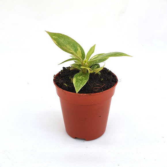 Mini Philodendron Ring Of Fire ↕10cm ø6cm