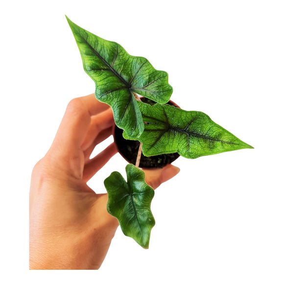 Mini Alocasia Jacklyn ↕10cm ø5,5cm