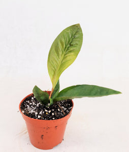 Anthurium Superbum ↕45cm ø13cm