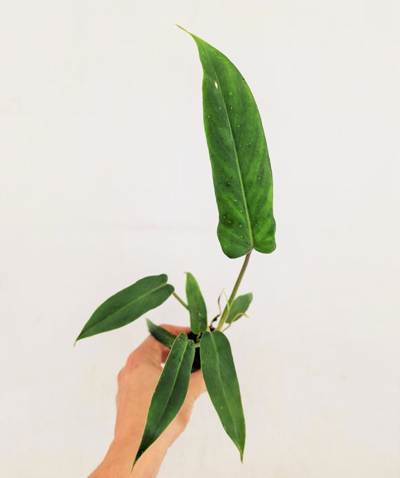 Mini Philodendron Dragon ↕10cm ø6cm