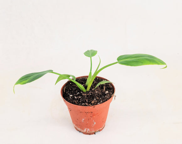 Philodendron Radiatum ↕20cm ø9cm