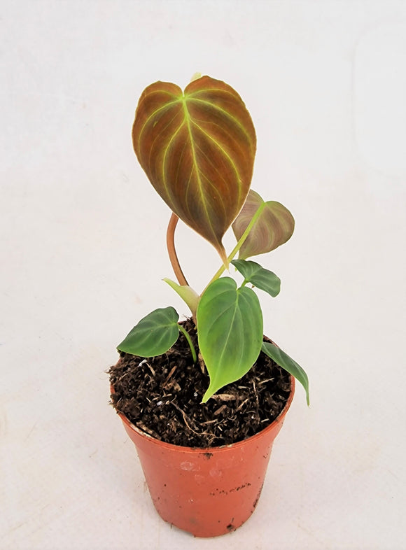 Mini Philodendron Splendid ↕10cm ø6cm