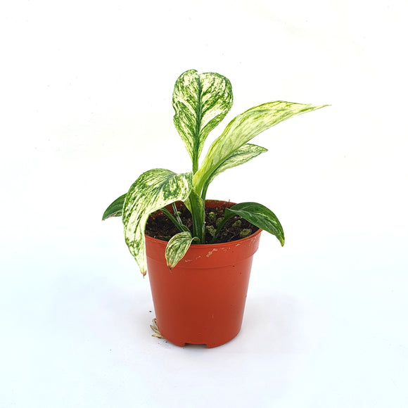 Mini Spathiphyllum Sensation Variegata ↕10cm ø6cm