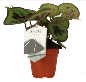 Begonia Masoniana (IronCross) ↕30cm ø12cm